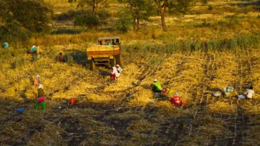 farming among tribal