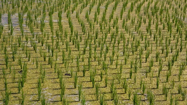 synthetic inputs