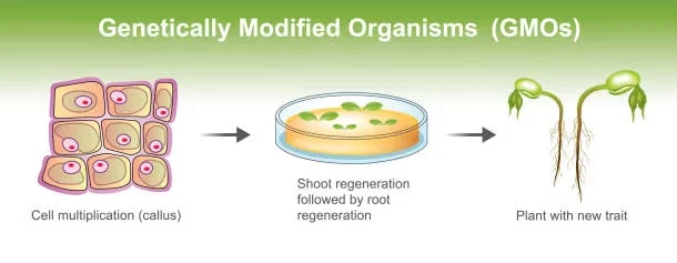 modified organisms