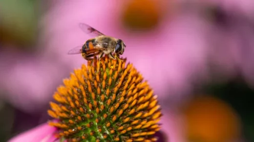 pollinators