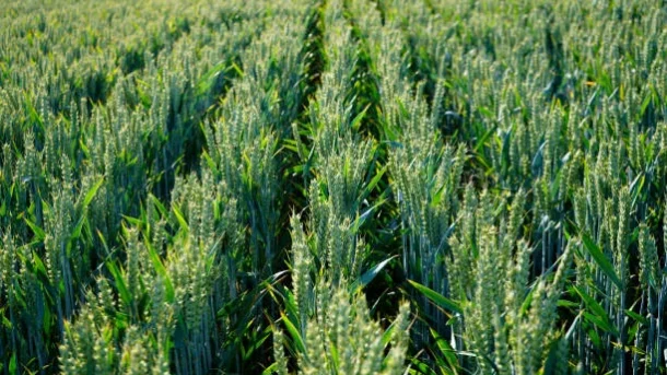 disease-resistant crops