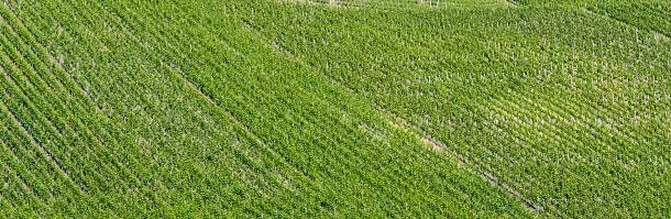 sustainable farming