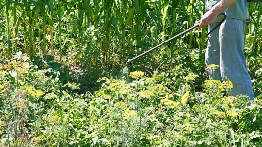 weed management