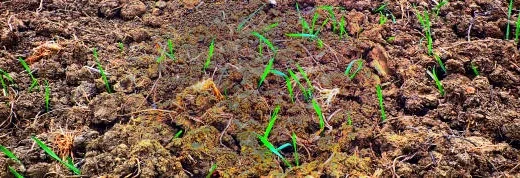 soil ecosystem