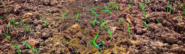 soil ecosystem