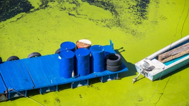 cyanobacteria